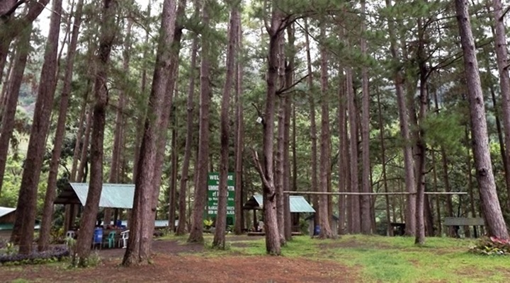Bucari Pine Forest