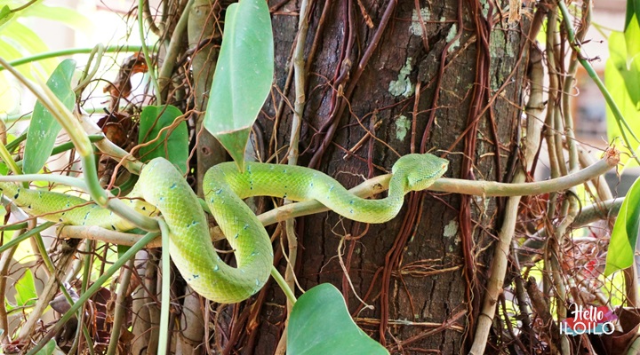 Bulabog Putian National Park