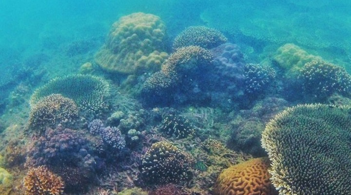 Kuliatan Marine Sanctuary