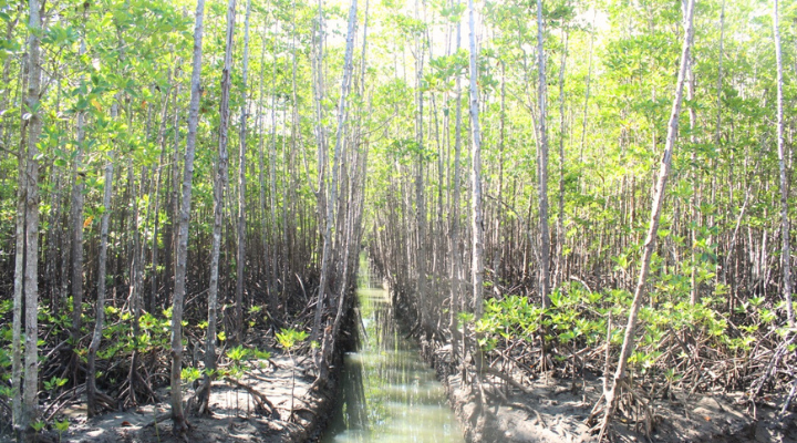 Pagatpat Mangrove Park