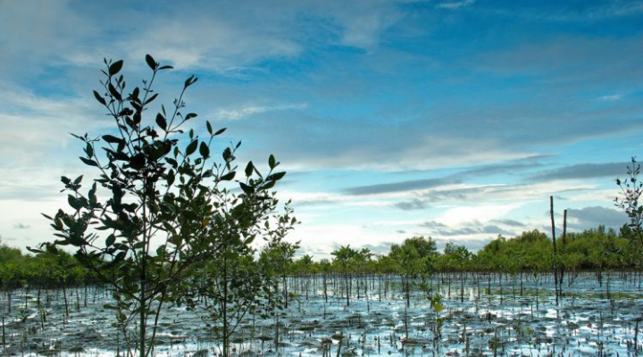 Pagatpat Mangrove Park
