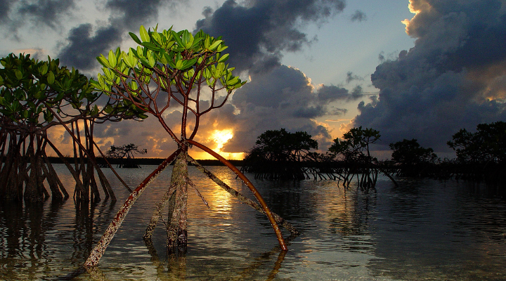 Pagatpat Mangrove Park
